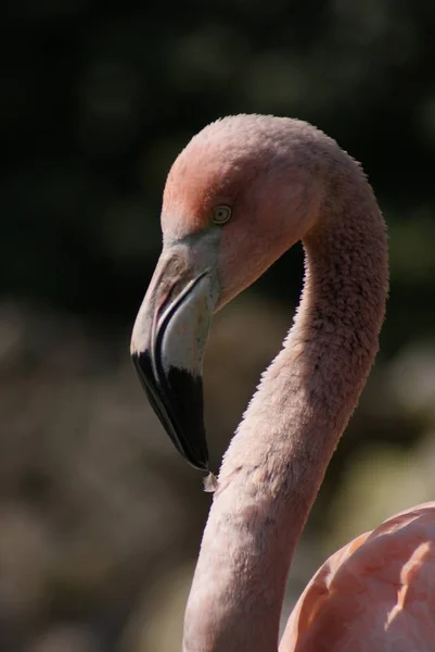 Imagem Perto Flamingo Maior Phoenicopterus Antiquorum — Fotografia de Stock