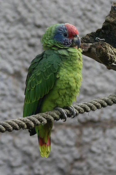 Papoušek Zelená Kočkodana Amazon Amazona Brasiliens — Stock fotografie