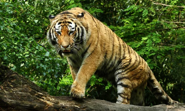 Gestreepte Tijger Dier Roofdier Wilde Kat — Stockfoto