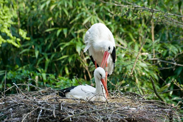 Two Storks Nest — Stock Photo, Image