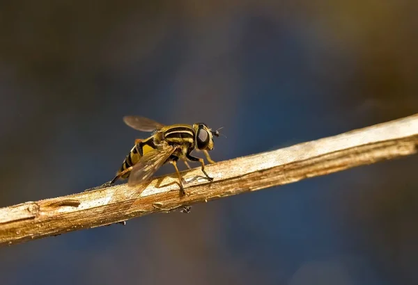 Close Van Een Insect Wilde Natuur — Stockfoto