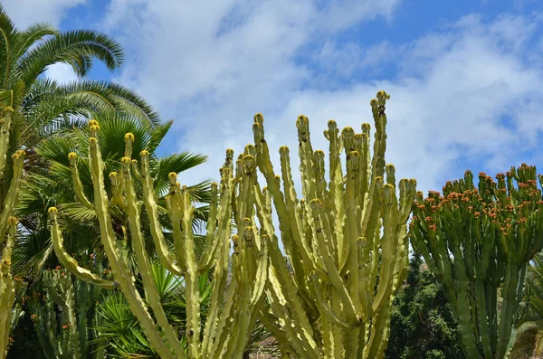 Paisagem Gran Canaria — Fotografia de Stock