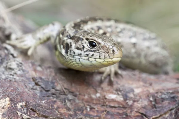 Zblízka Ještěrka Biotopu Koncept Divokosti — Stock fotografie