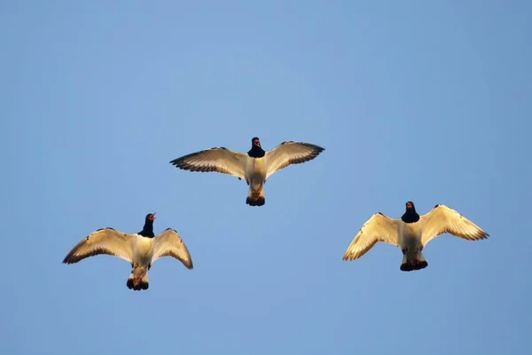 Malowniczy Widok Piękne Ptaki Łowca Ostryg — Zdjęcie stockowe