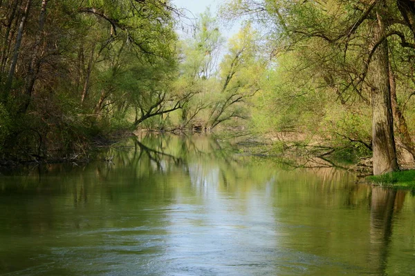 Fluss Wald — Stockfoto