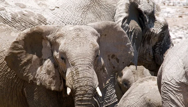 Zbliżenie Zwierząt Zoo — Zdjęcie stockowe