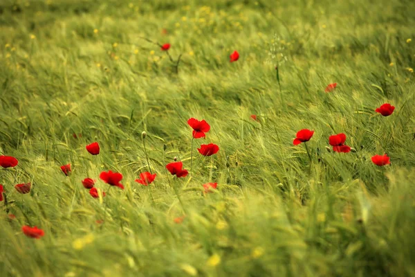 Vista Vicino Bellissimi Fiori Papavero Selvatico — Foto Stock