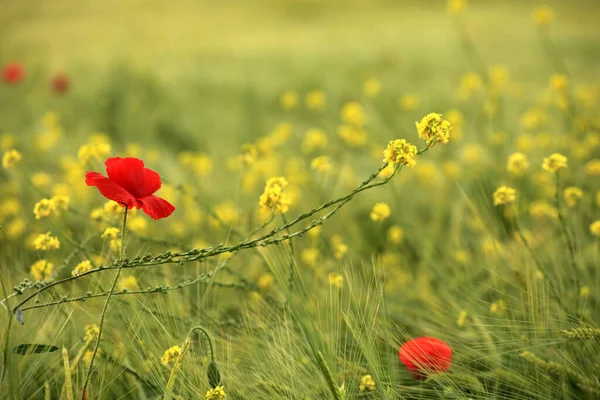 Vue Rapprochée Belles Fleurs Pavot Sauvage — Photo