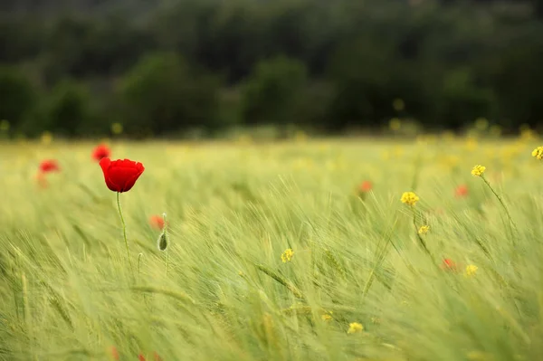 Vue Rapprochée Belles Fleurs Pavot Sauvage — Photo