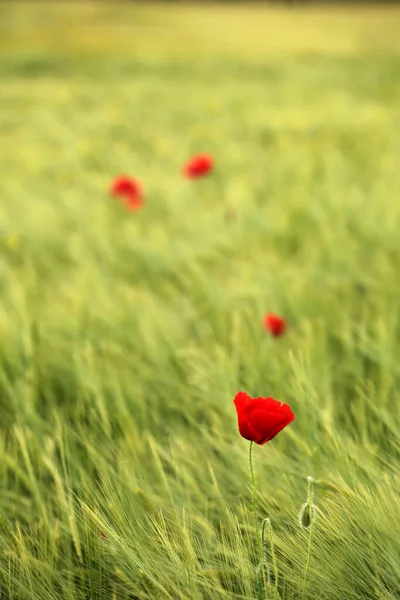 Close Uitzicht Mooie Wilde Papaver Bloemen — Stockfoto