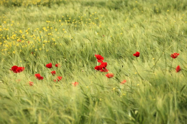 Close View Beautiful Wild Poppy Flowers — Stock Photo, Image