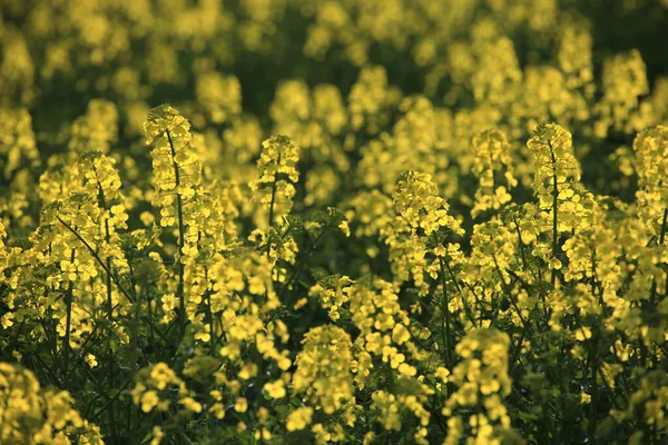 Mooi Botanisch Schot Natuurlijk Behang — Stockfoto