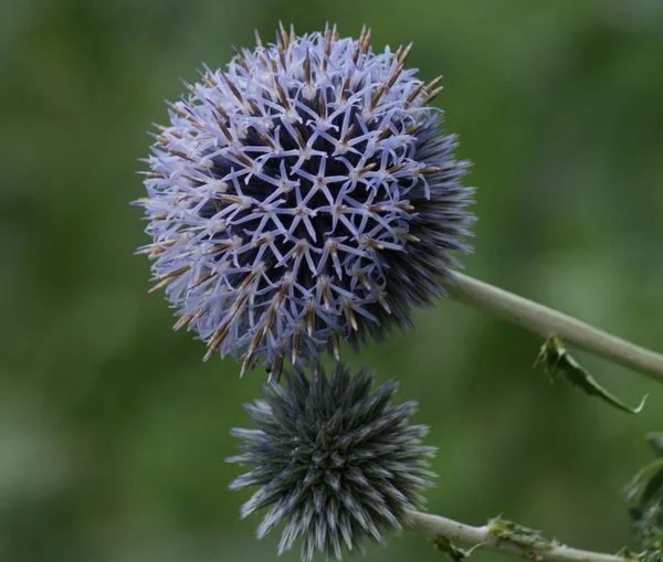 Detailní Záběr Fialového Bodláku Echinops Ritro — Stock fotografie