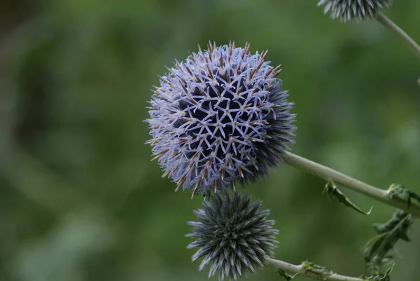 Mor Küre Devedikeni Nin Echinops Ritro Yakın Plan Görüntüsü — Stok fotoğraf