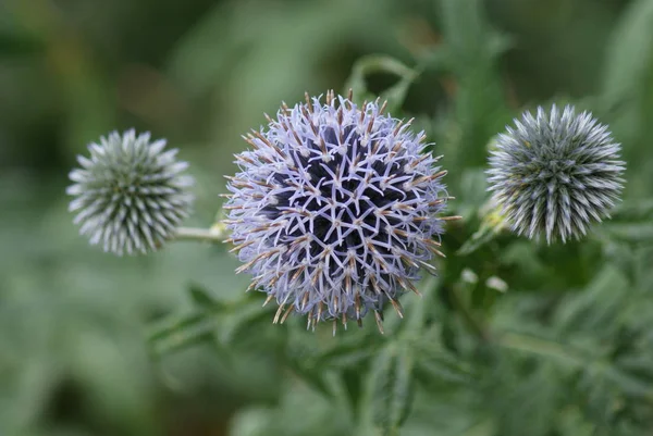 Detailní Záběr Fialového Bodláku Echinops Ritro — Stock fotografie