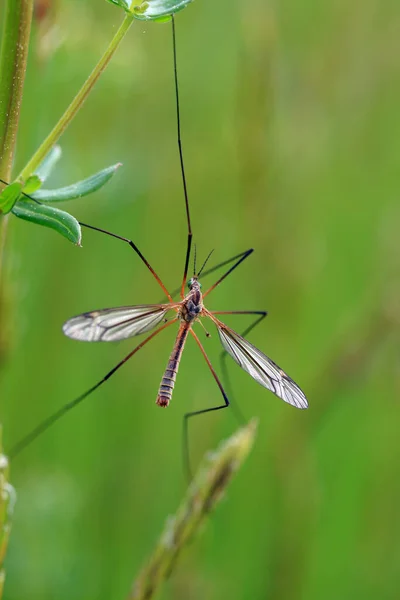 Close Bug Natureza Selvagem — Fotografia de Stock