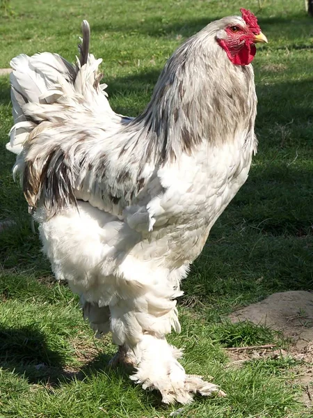 Vacker Utsikt Över Vacker Fågel Naturen — Stockfoto