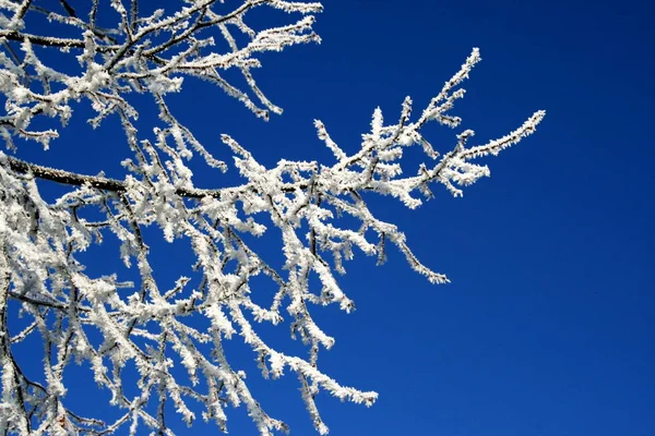 Trädgrenar Botanik Flora — Stockfoto