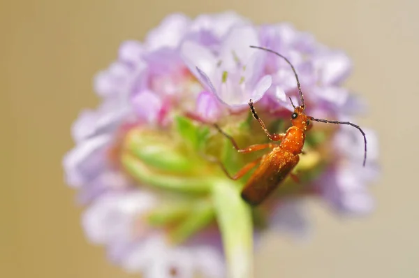 Macro Soldado Vermelho Rhagonycha Fulva Alimentando Flor Vista Topo — Fotografia de Stock