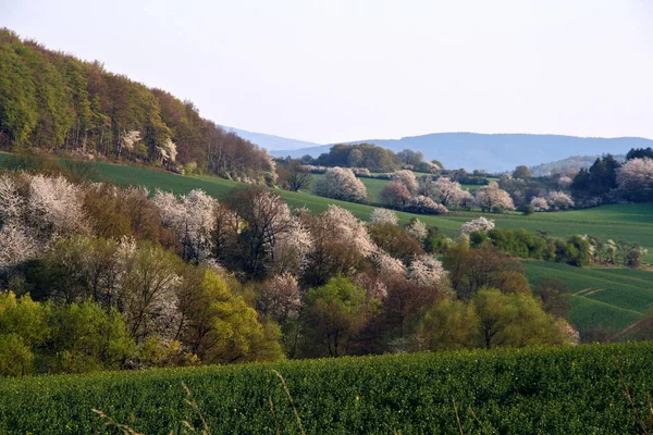 Цветущие Вишни Холмистом Пейзаже Весной Цветущие Вишни Холмистом Пейзаже Весной — стоковое фото