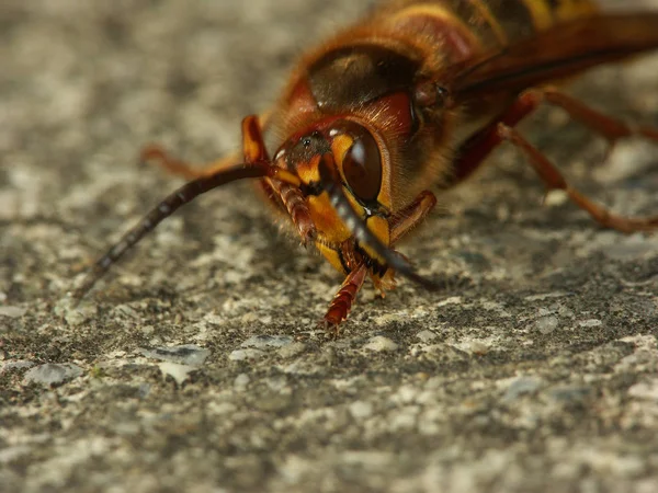 Close Van Een Insect Wilde Natuur — Stockfoto