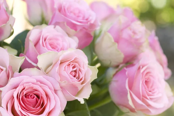 Hermoso Rosa Rosas Fondo Primer Plano —  Fotos de Stock