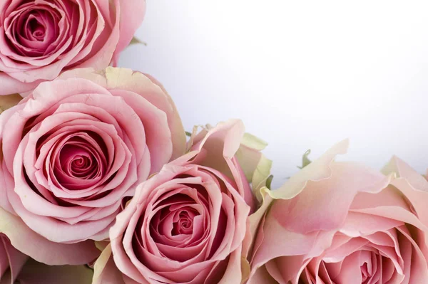 Krásné Růže Řadě Bílou Kartou Close — Stock fotografie