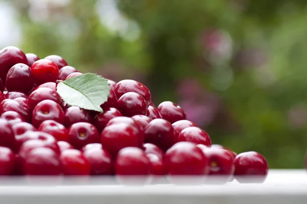 Red Fresh Cherries Green Background — Stok fotoğraf