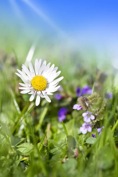 Százszorszép Virágok Közelről Kék Napfény — Stock Fotó