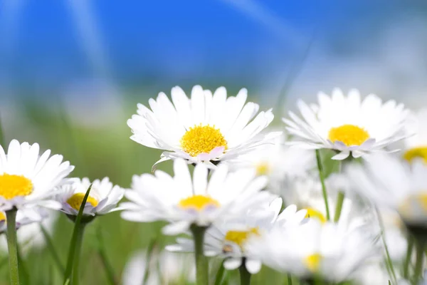 Daisy Flowers Group Blue Sky Sunlight — 스톡 사진