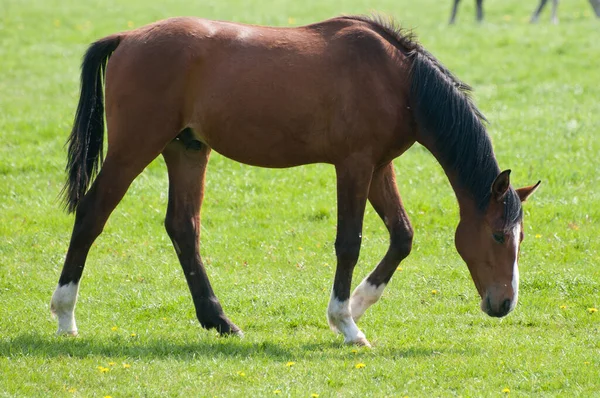 Pferde Tagsüber Freien — Stockfoto