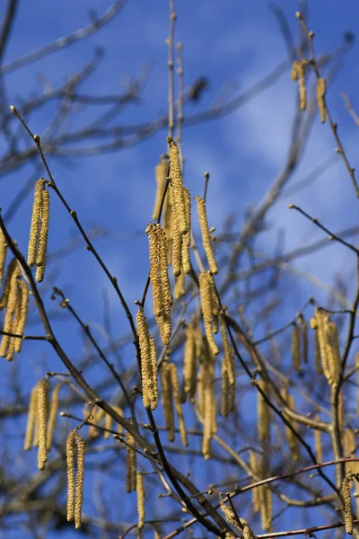 Calabazas Avellana Corylus Avellana Primavera — Foto de Stock