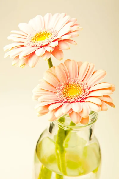 Flores Gerbera Foto Estudio Hermosas Gerberas Frescas Florero — Foto de Stock