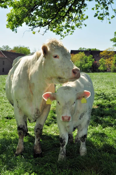 Jolie Vache Blanche Avec Veau — Photo