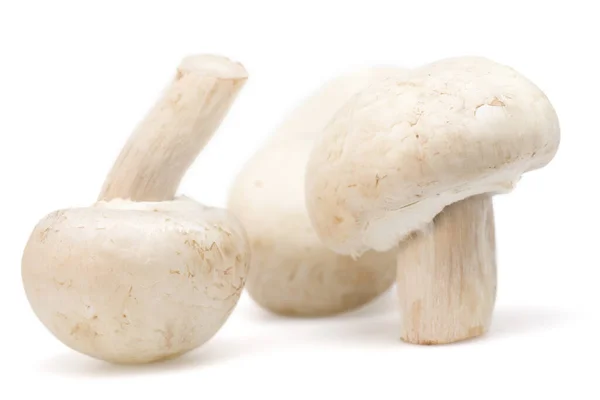 蘑菇特写 在白色上隔离 — 图库照片