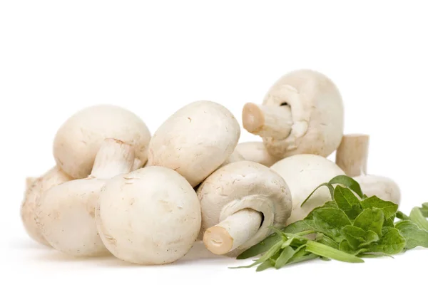 Mushroom Tarragon White Background — Stock Photo, Image