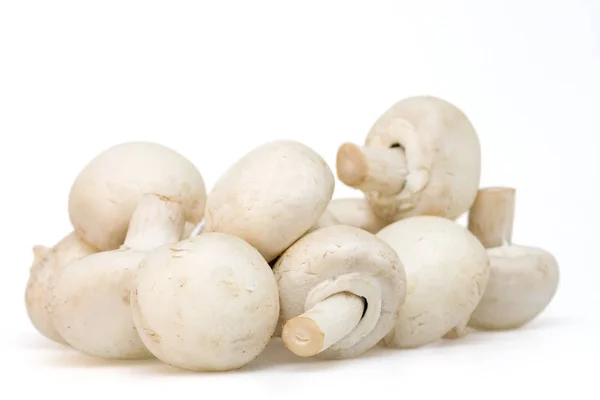 Cogumelos Fundo Branco — Fotografia de Stock