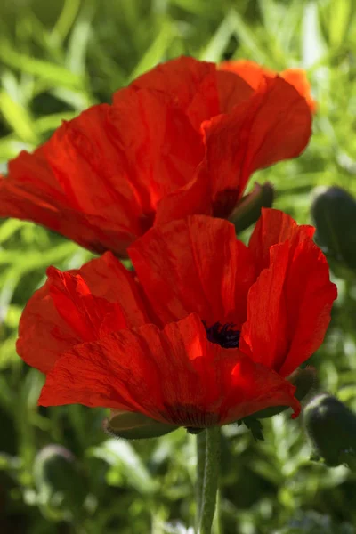 Two Red Poppy Flowers Outdoor Close — Stok fotoğraf