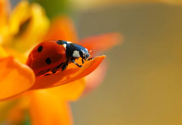 Bug Vermelho Com Pontos Ladybug — Fotografia de Stock