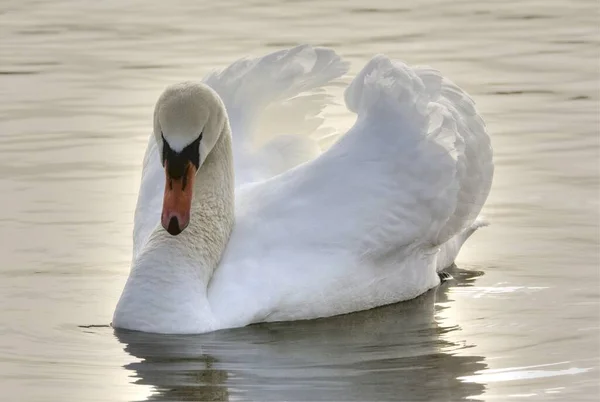 Vista Panorâmica Cisne Majestoso Natureza — Fotografia de Stock