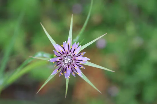 Mooie Bloemen Bloem Concept Achtergrond — Stockfoto