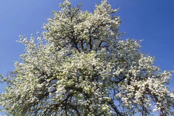 Zbliżenie Kwiatów Jabłoni — Zdjęcie stockowe