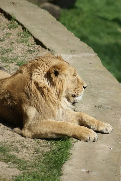Зображення Азіатського Лева Panthera Leo Persica — стокове фото