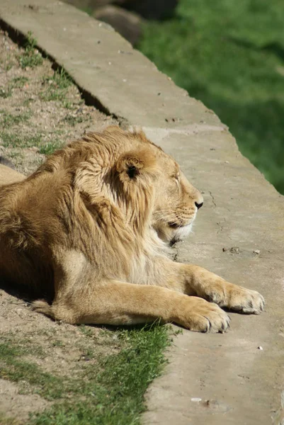 Asyalı Bir Aslanın Yakın Plan Görüntüsü Panthera Leo Persica — Stok fotoğraf