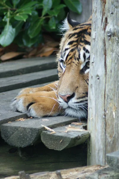 Imagem Close Tigre Sumtran Panthera Tigris Sumatrae — Fotografia de Stock