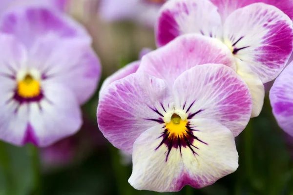 Hornbeilchen Viola Cornuta Pansies — 스톡 사진