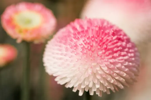 美丽的雏菊花景 — 图库照片