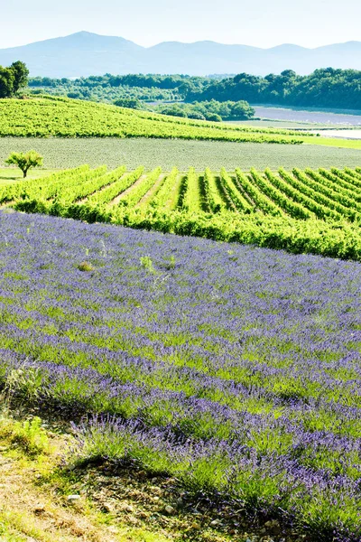 Lavender Field Vineyards Drome Department Rhone Alpes France — Stock Photo, Image
