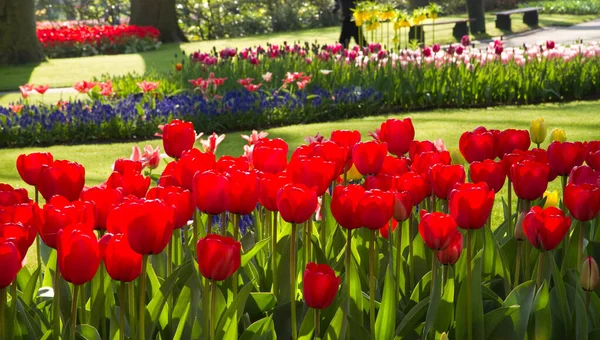 Spring Park Beautiful Flamy Red Tulips Foreground Horizontal — стоковое фото