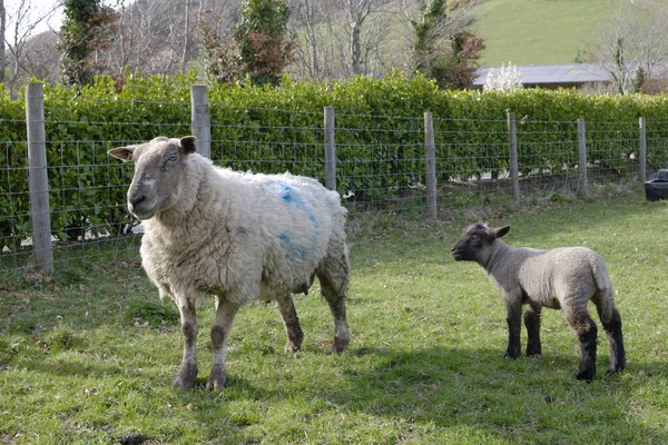Schafe Und Lamm Auf Einem Feld Mit Maschendrahtzaun Devon England — Stockfoto